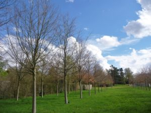 chateau-de-versailles-6